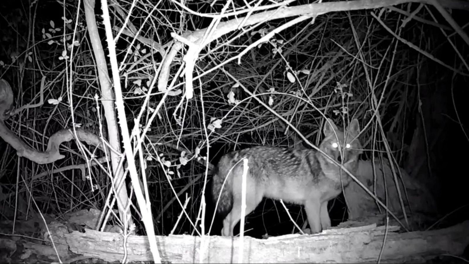 Primer avistamiento de un chacal vivo en España - RTVE Noticias Vídeo | Ver