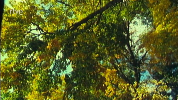 Nuestros árboles - El madroño