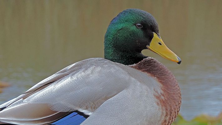 Italia. El último territorio salvaje - Aguas salobres