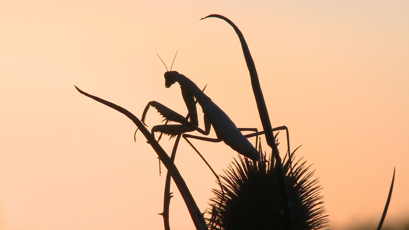 Italia, el último territorio salvaje - Episodio 6: Estepas mediterráneas - ver ahora
