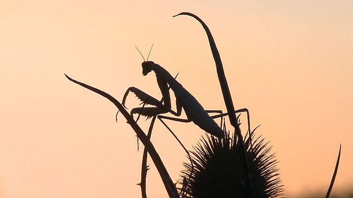 Italia. El último territorio salvaje - Estepas mediterráneas