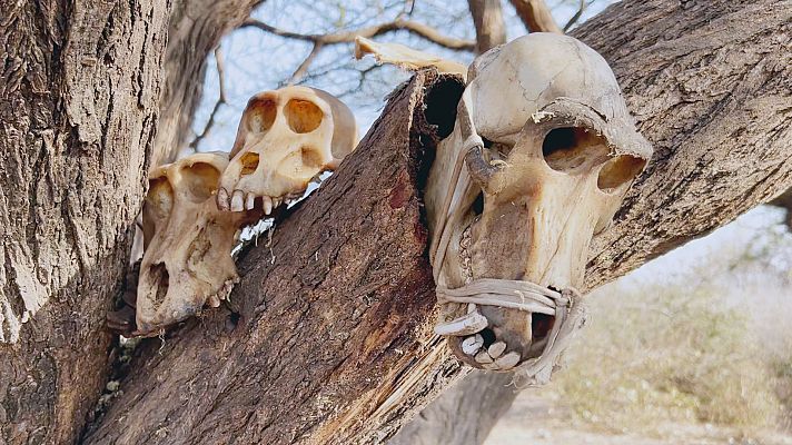 Arqueomanía - Hermano neandertal. Segunda parte