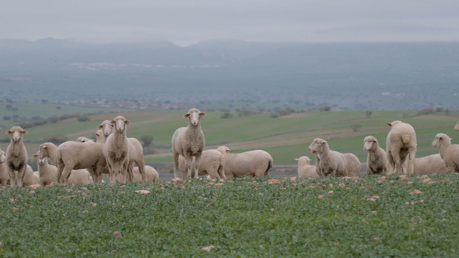 Las rutas d'Ambrosio - Los Pedroches: La mayor dehesa del mundo - ver ahora