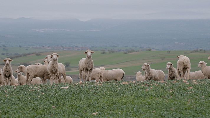 Las Rutas de... - Los Pedroches: La mayor dehesa del mundo