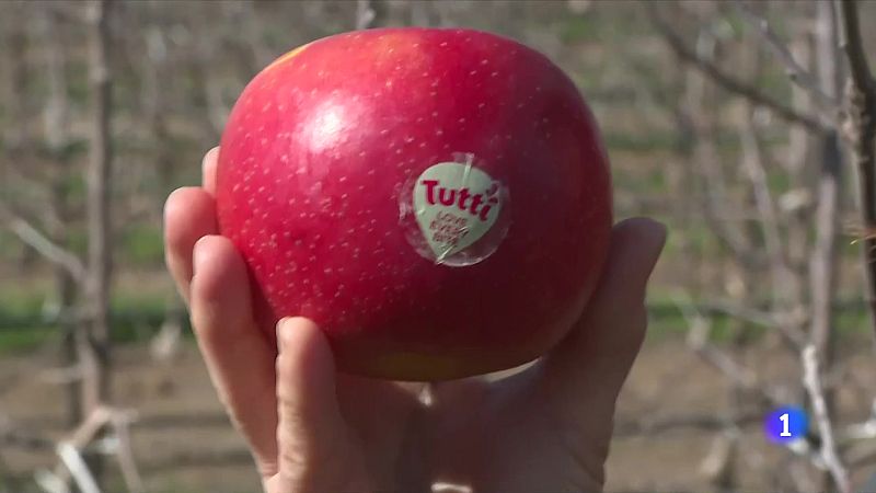 La poma Tutti és més resistent a altes temperatures - L'Informatiu | Veure