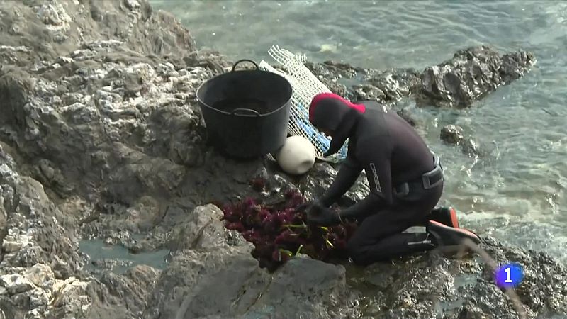 Intensifiquen els controls per enxampar els furtius de garotes - L'Informatiu | Veure