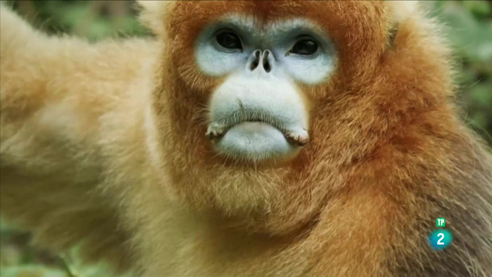 Grans Documentals - Records d'un rinopitec daurat - Veure ara