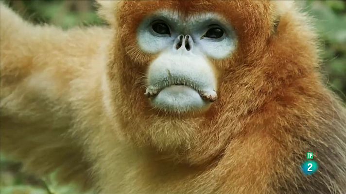 Som Documentals - Records d'un rinopitec daurat