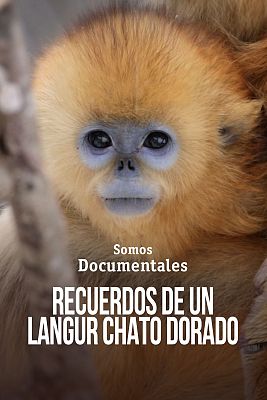 Som Documentals - Records d'un rinopitec daurat
