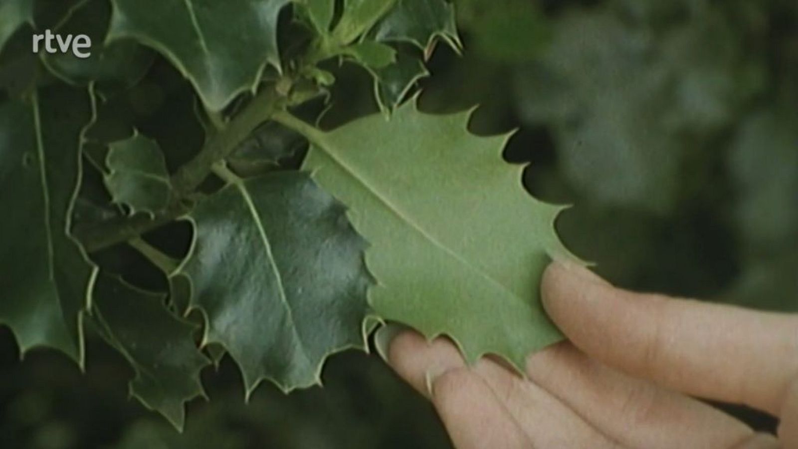 Nuestros árboles - El acebo