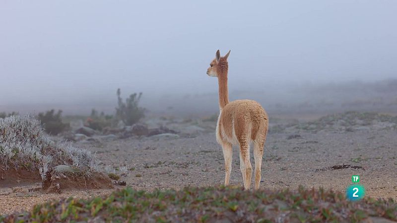 Grans Documentals - L'Equador, al cim de la biodiversitat: De l'Amazònia als cims andins - Veure ara