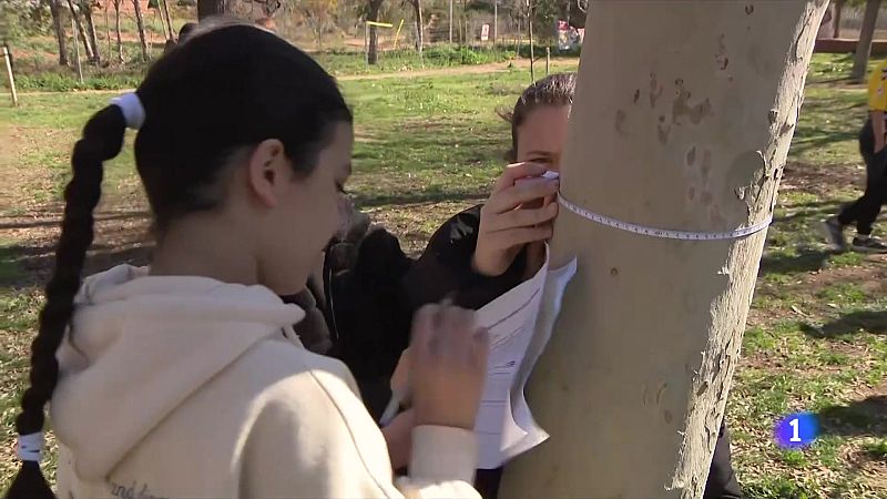 Mesuren a Viladecans prop de 1.300 arbres per quantificar el CO₂ - L'Informatiu | Veure