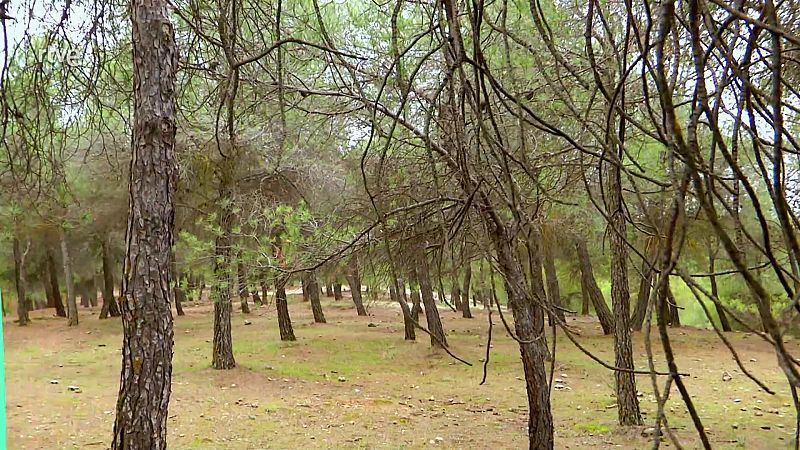 Prueba el Shinrun Yoku, el baño al estilo japonés en Andalucía - Saber vivir | Ver