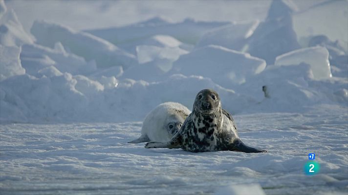 Som Documentals - La vida secreta de les foques