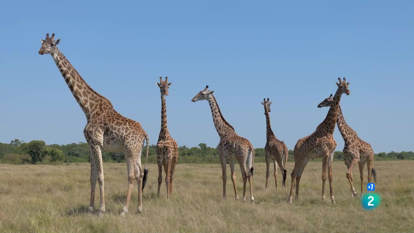 Grans Documentals - El repte de la Sabana. Herbívors i carnívors: Festins creuats - Veure ara