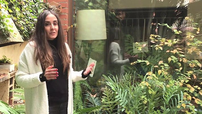 Va de verd - Les falgueres