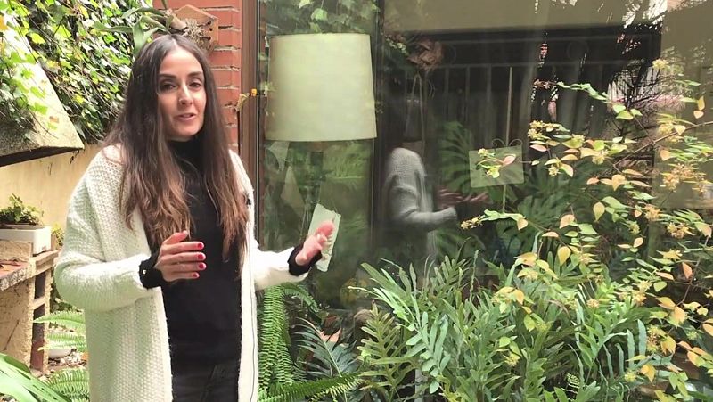 Va de verd - Les falgueres