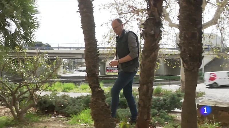 La formiga boja s'estén a Barcelona - L'Informatiu | Veure