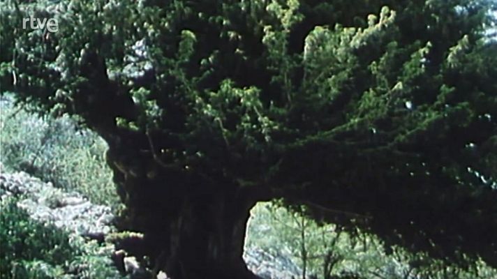 Nuestros árboles - El tejo