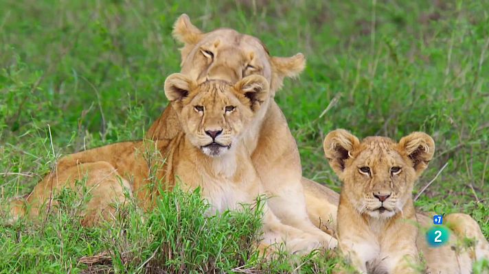 Som Documentals - Del joc a la caça: els cadells de lleó africà