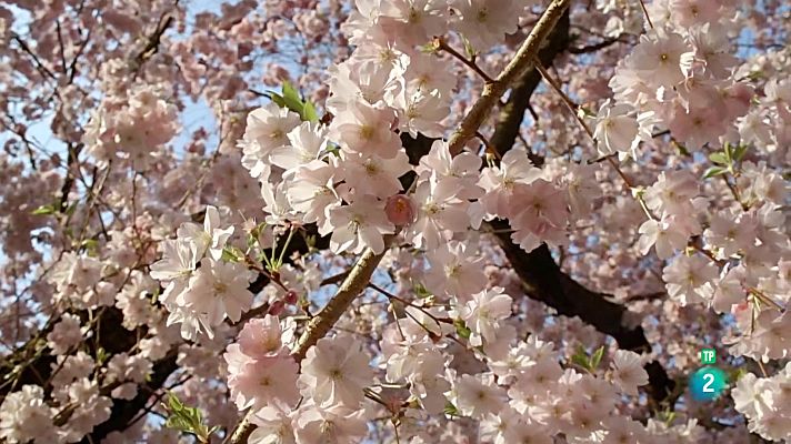 Som Documentals - Històries de primavera