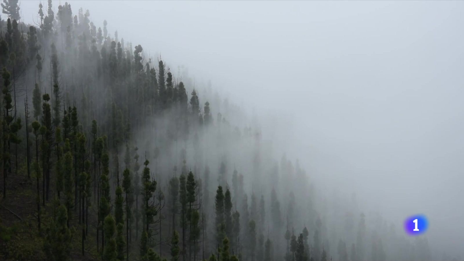 Investigadors creen uns aparells per captar l'aigua de la boira - L'Informatiu | Veure