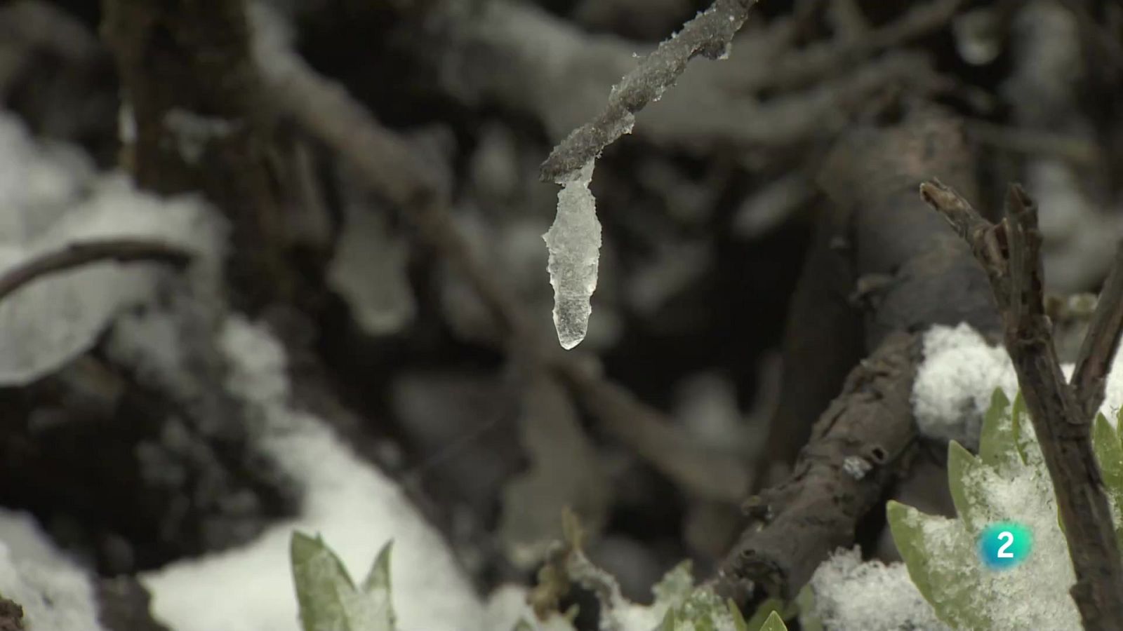 Telecanarias 2 - 22/03/2024 | Ver