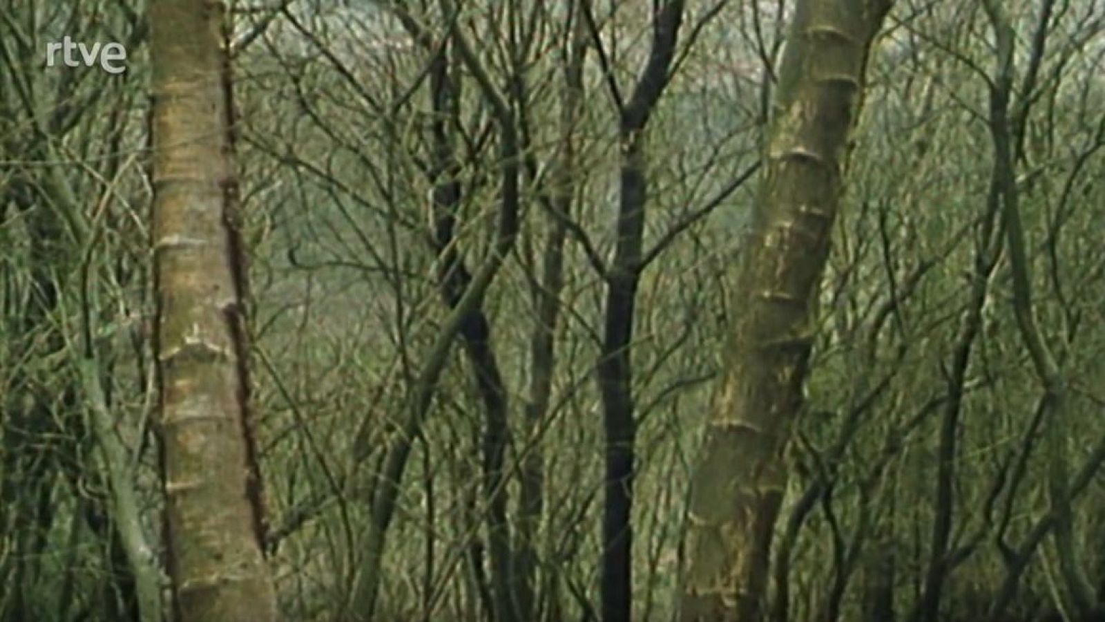 Nuestros árboles - El abedul