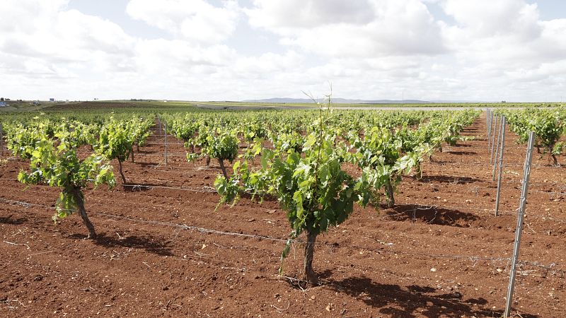 Las últimas lluvias insuficientes para los viñedos del Penedès | Ver