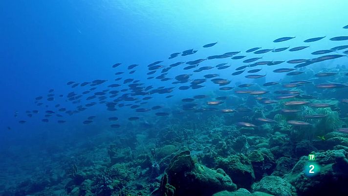 Som Documentals - Estructures animals: Ciutats sostenibles