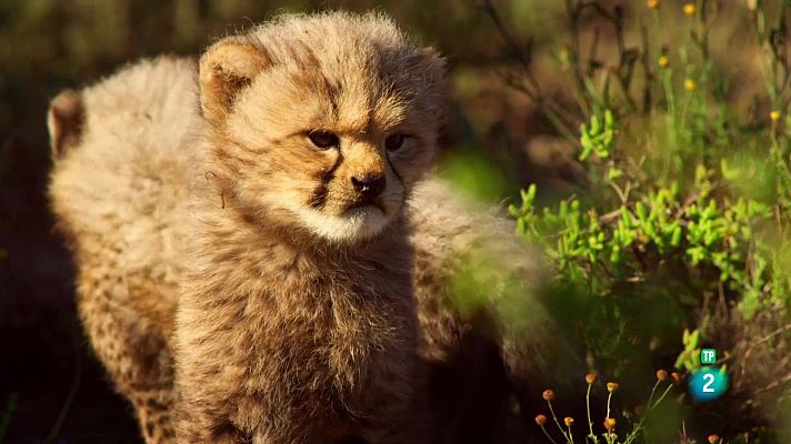 Som Documentals - Nascut per ser salvatge: Usana, la guepard