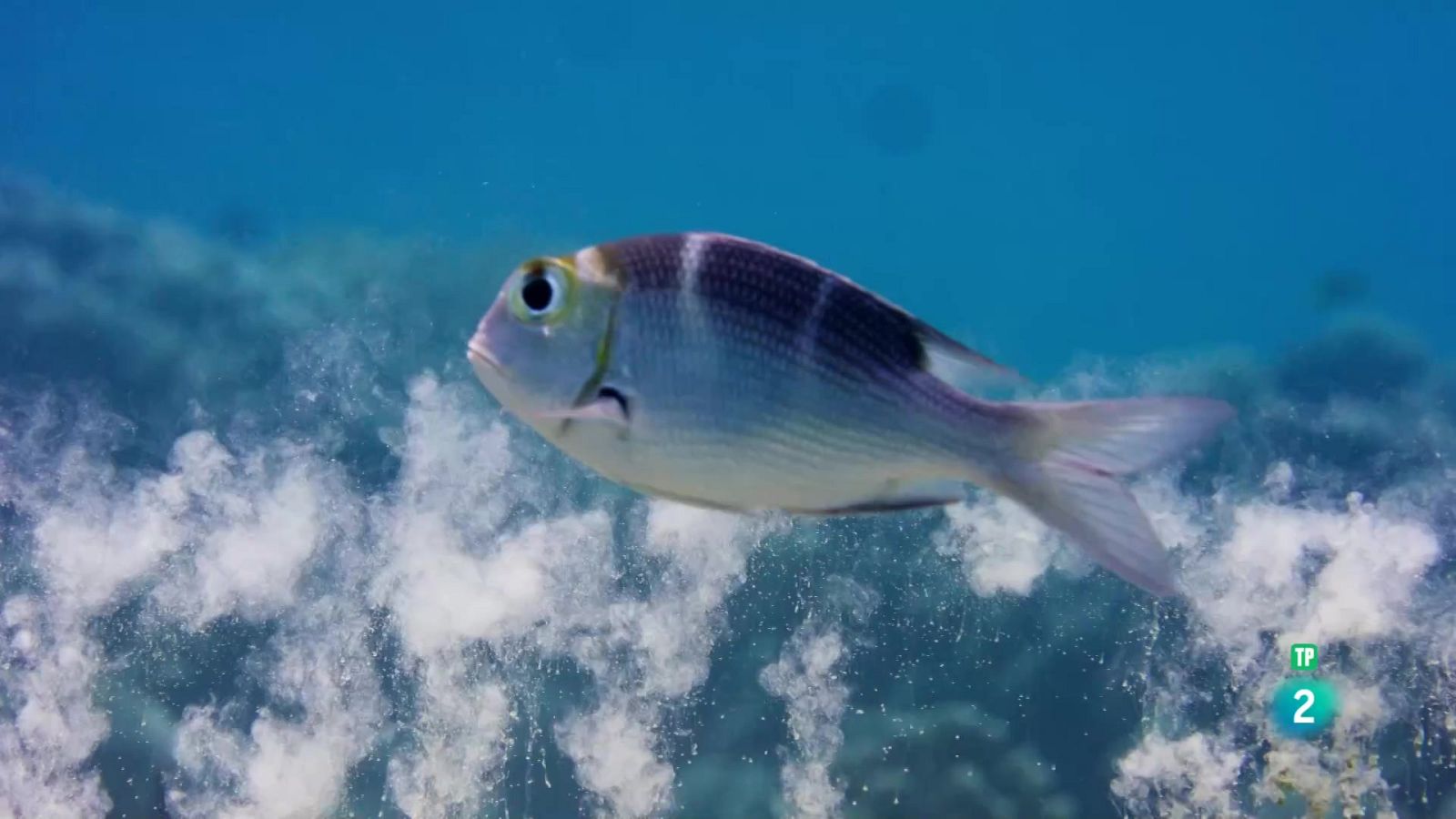 Grans Documentals - Estructures animals: Animals paisatgistes - Veure ara