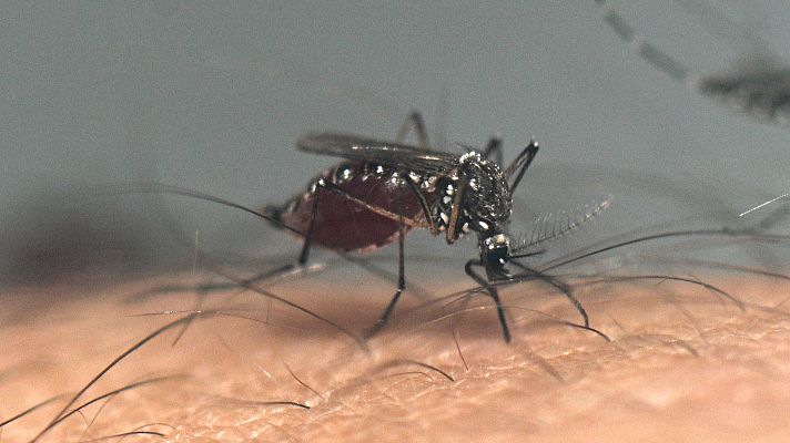 El dengue se triplica en Amrica Latina: "Es la primera vez que tenemos un brote de estas caractersticas"