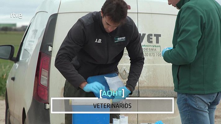Aquí hay trabajo - De oficio veterinario