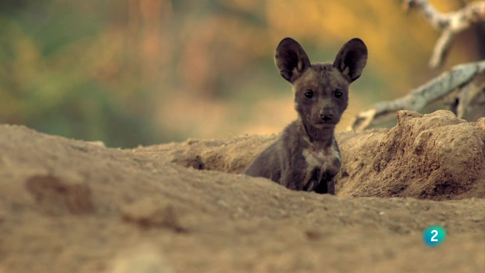 Grans Documentals - Nascut per ser salvatge: Lyca, el cadell de licaó - Veure ara