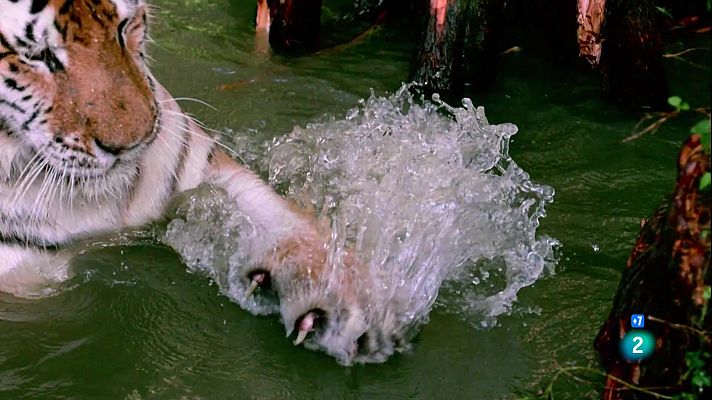 Som Documentals - Arsenal Animal: Dents i urpes