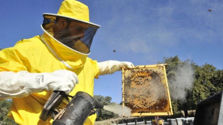 Para todos La 2 - Innovación social con las abejas