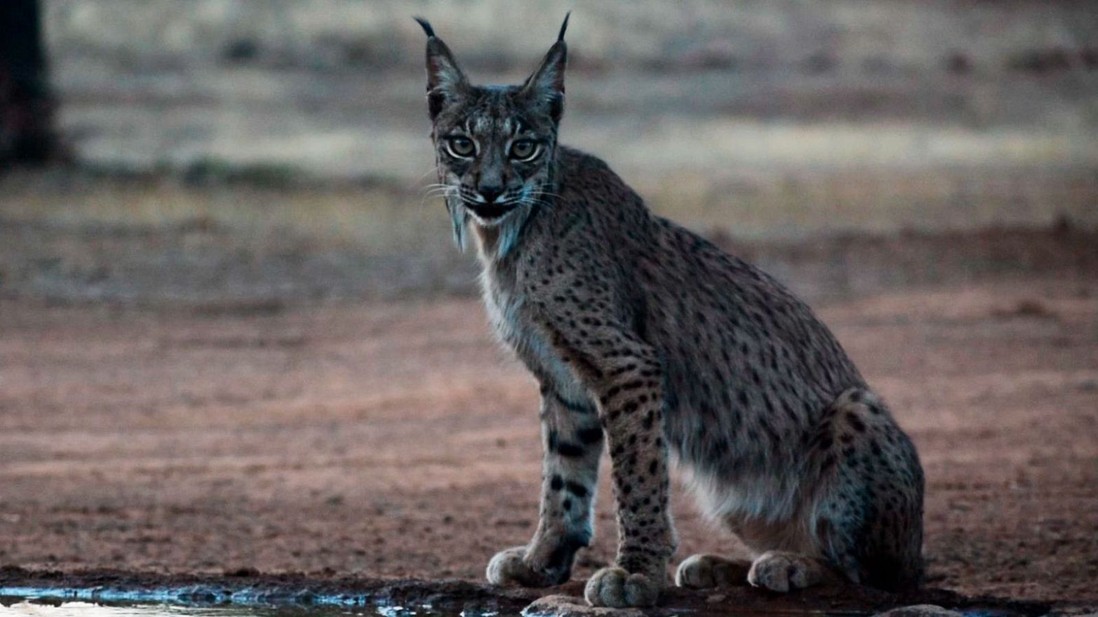 Para Todos La 2-Fundación Artemisan - Para todos La 2 | Ver