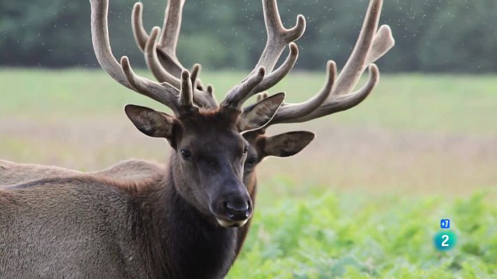 Som Documentals - Arsenal Animal: Cops de cap i boxa