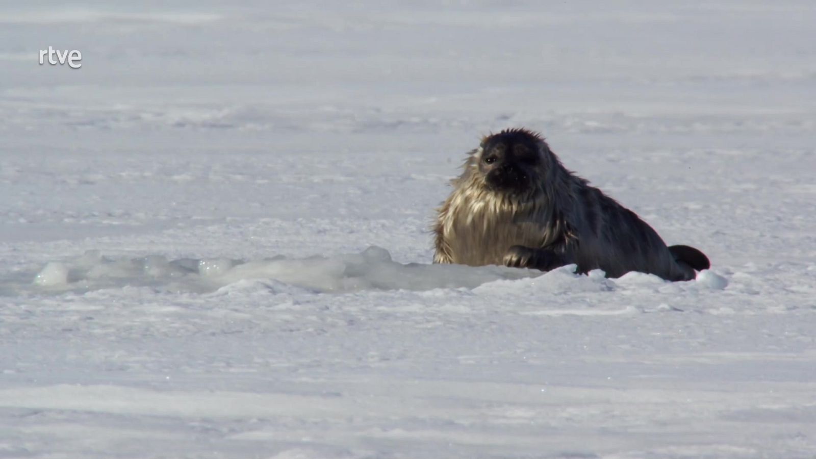 EL SALVAJE MAR BÁLTICO Entre Finlandia y Suecia - ver ahora