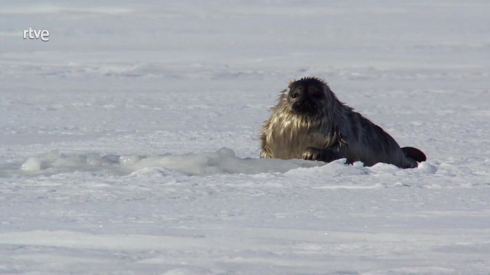 El salvaje mar Báltico - EL SALVAJE MAR BÁLTICO Entre Finlandia y Suecia