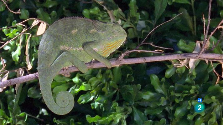 Som Documentals - Arsenal Animal: Mestres de la disfressa