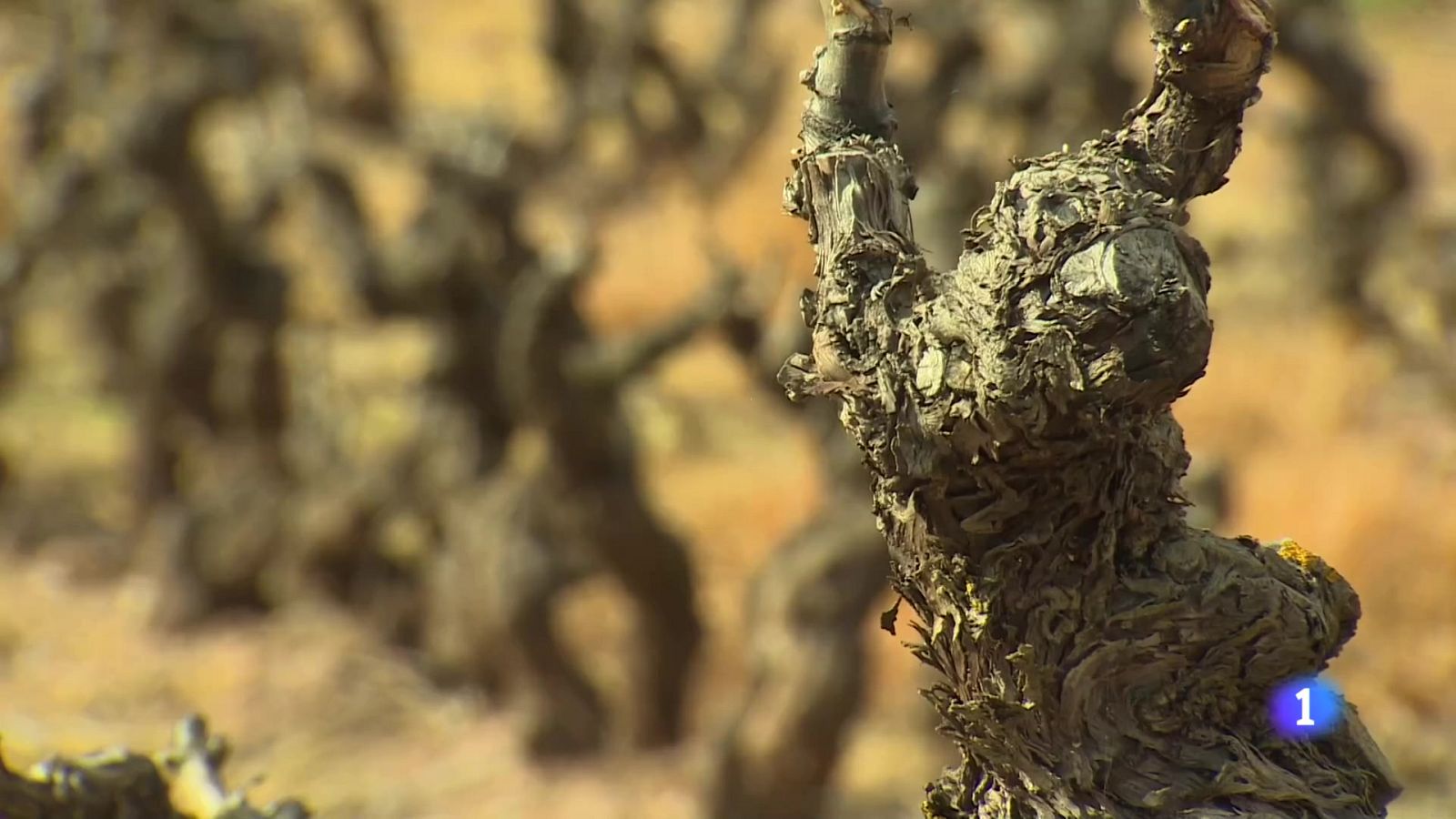 Informativo Telerioja  - 04/04/24 - Ver ahora | Ver