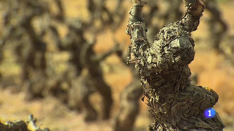 Informativo Telerioja  - 04/04/24 - Ver ahora | Ver