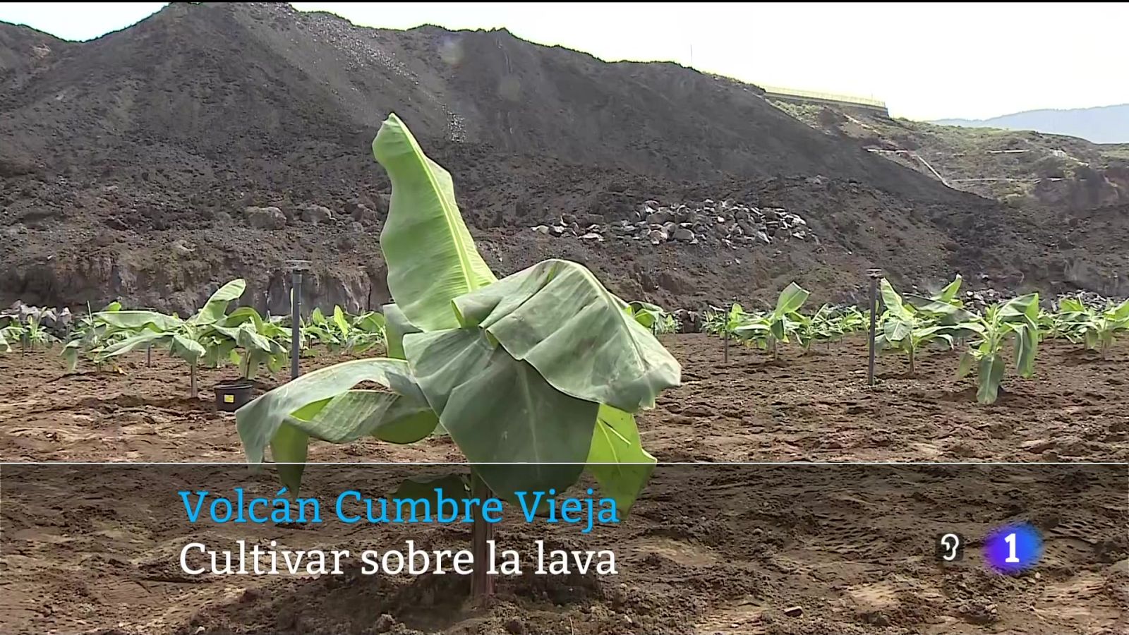 Es la primera vez que se cultiva sobre la lava del Volcán de Cumbre Vieja.