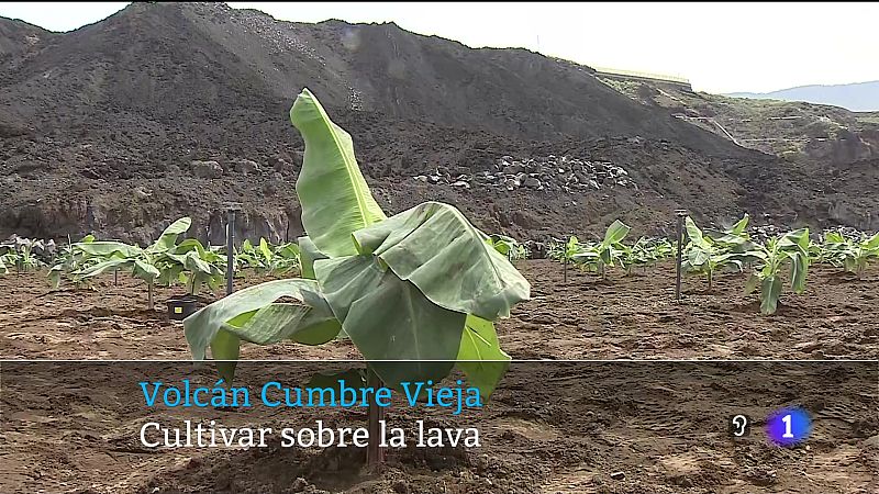 Es la primera vez que se cultiva sobre la lava del Volcán de Cumbre Vieja.