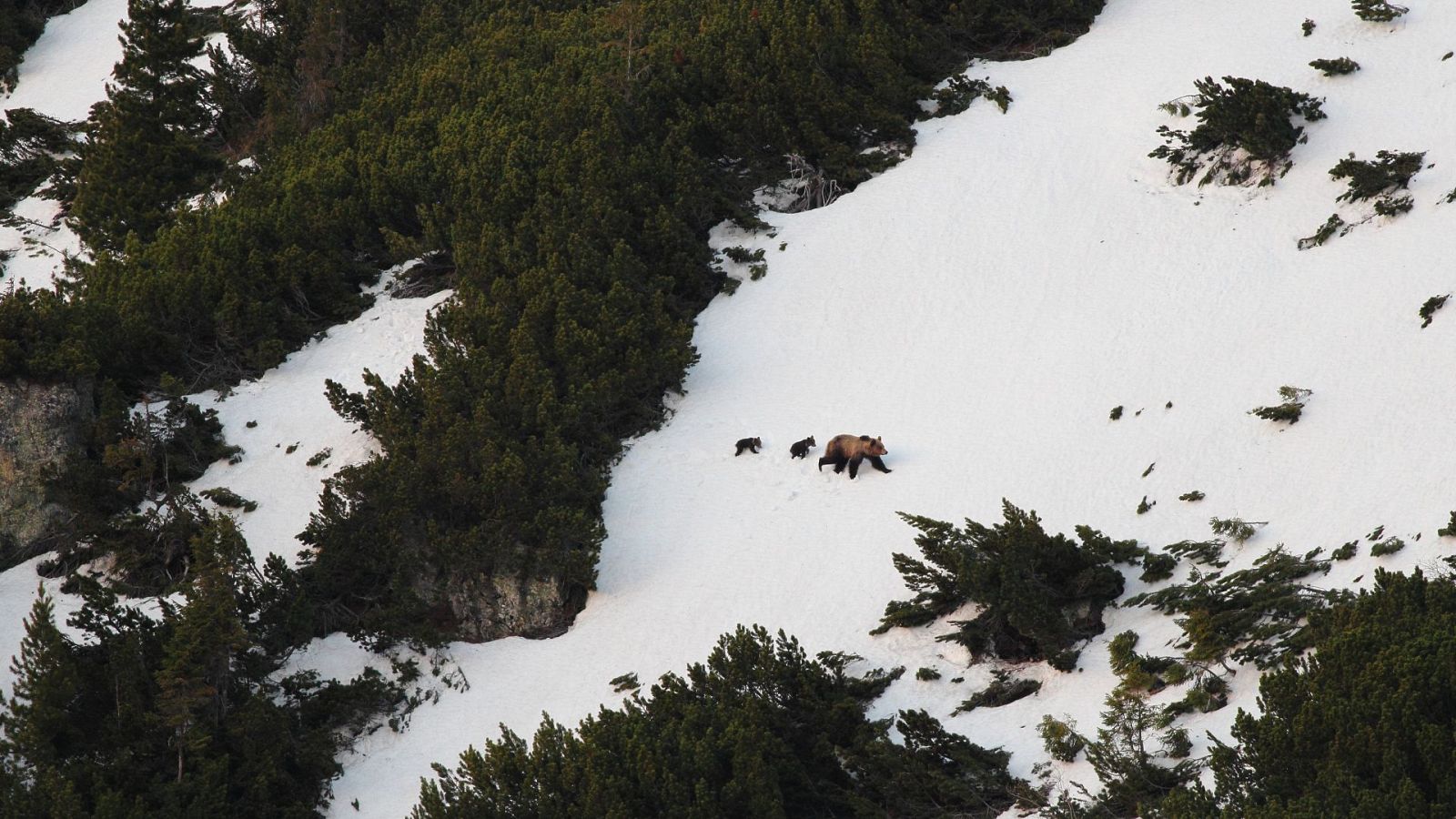 Los montes Tatras - Episodio 1: Corazón salvaje - ver ahora