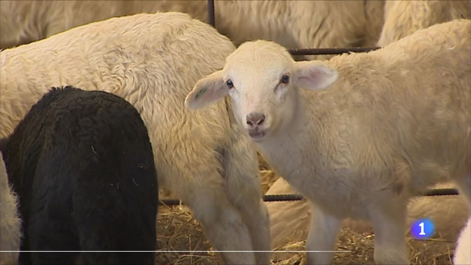 Informativo Telerioja  - 05/04/24 - Ver ahora | Ver