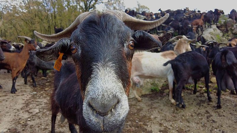 El escarabajo verde - El pastor invisible
