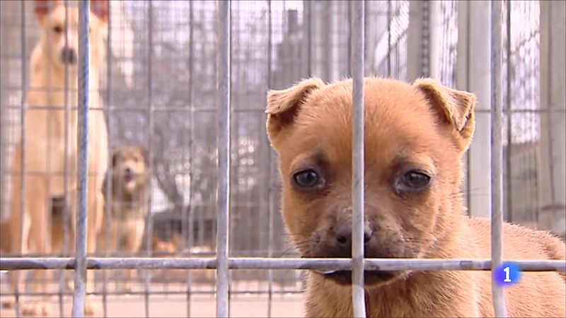 Informativo Telerioja 2 - 08-04-2024 - ver ahora - Informativo Telerioja | Ver